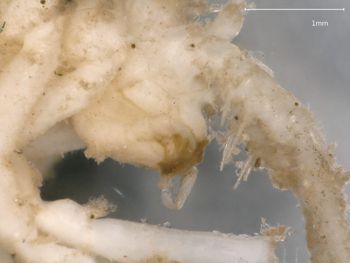 Media type: image; Invertebrate Zoology 151007